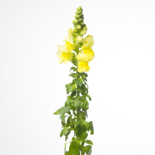 10x Antir.legend yellow 70cm