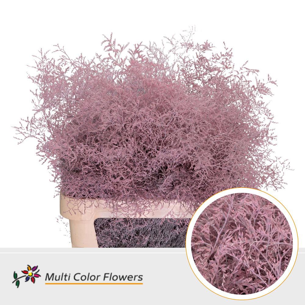 25x Lim. roze 80cm