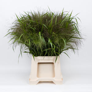 1x Gs panicum fountain 50cm