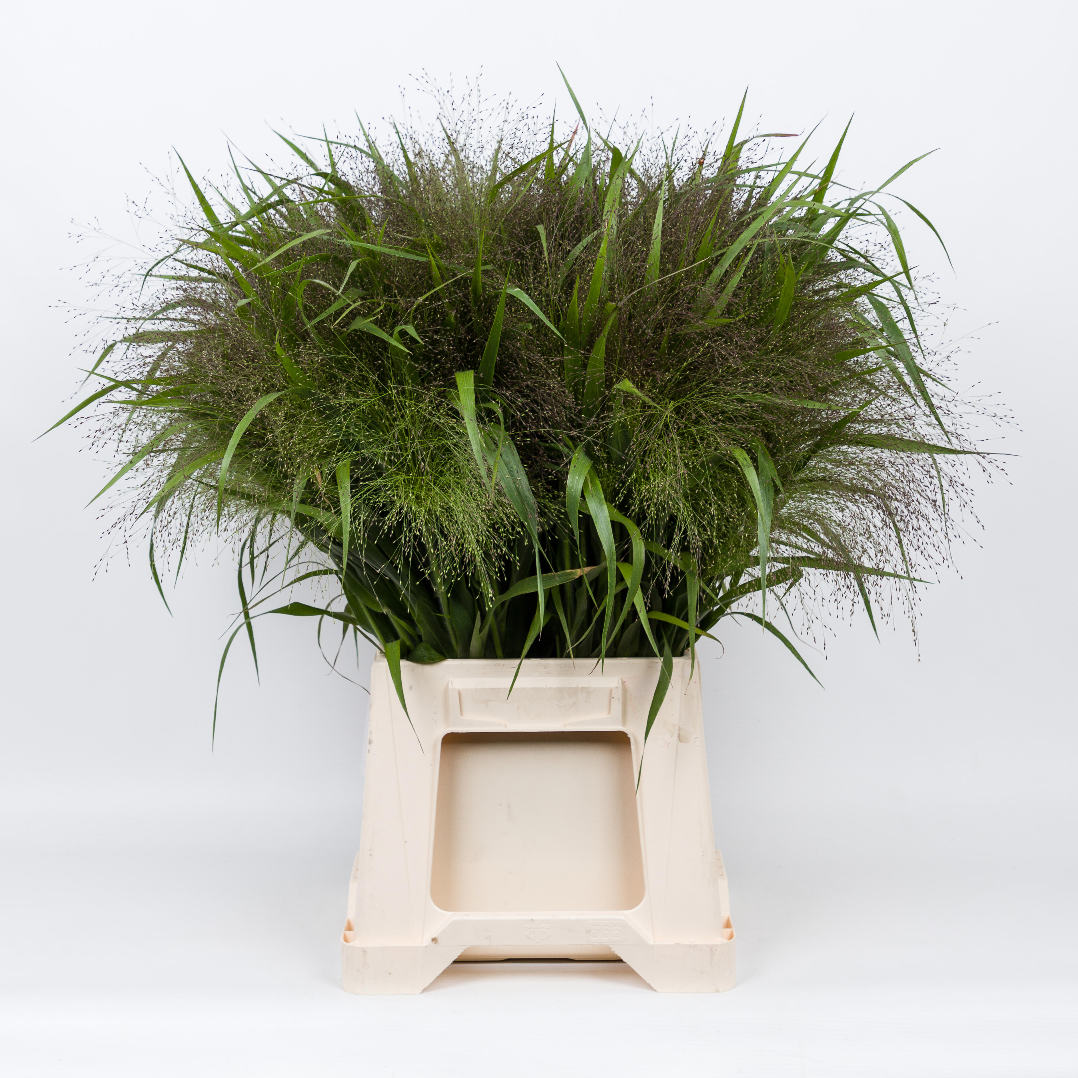 1x Gs panicum fountain 50cm