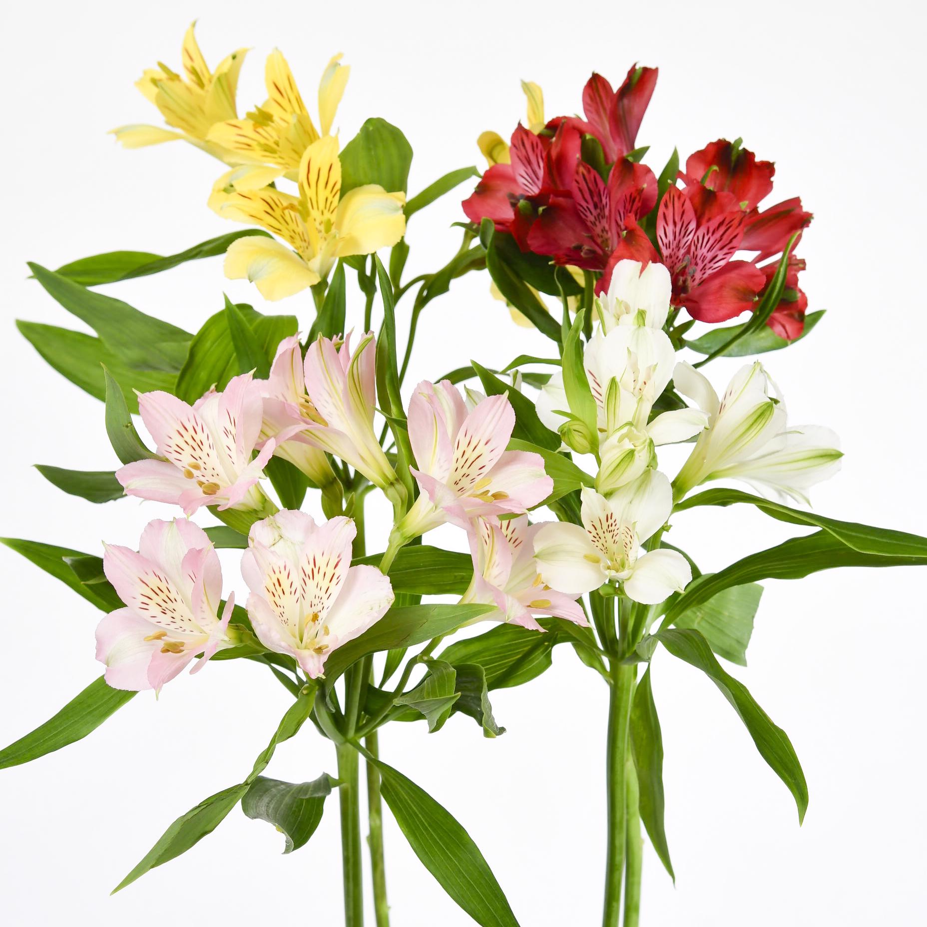 60x Alstroemeria mix var. 60cm