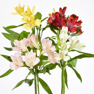 100x Alstroemeria mix var. 60cm
