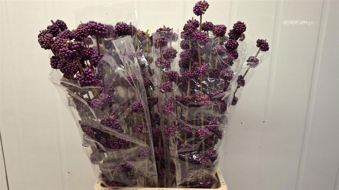 10x Callicarpa giraldii 80cm