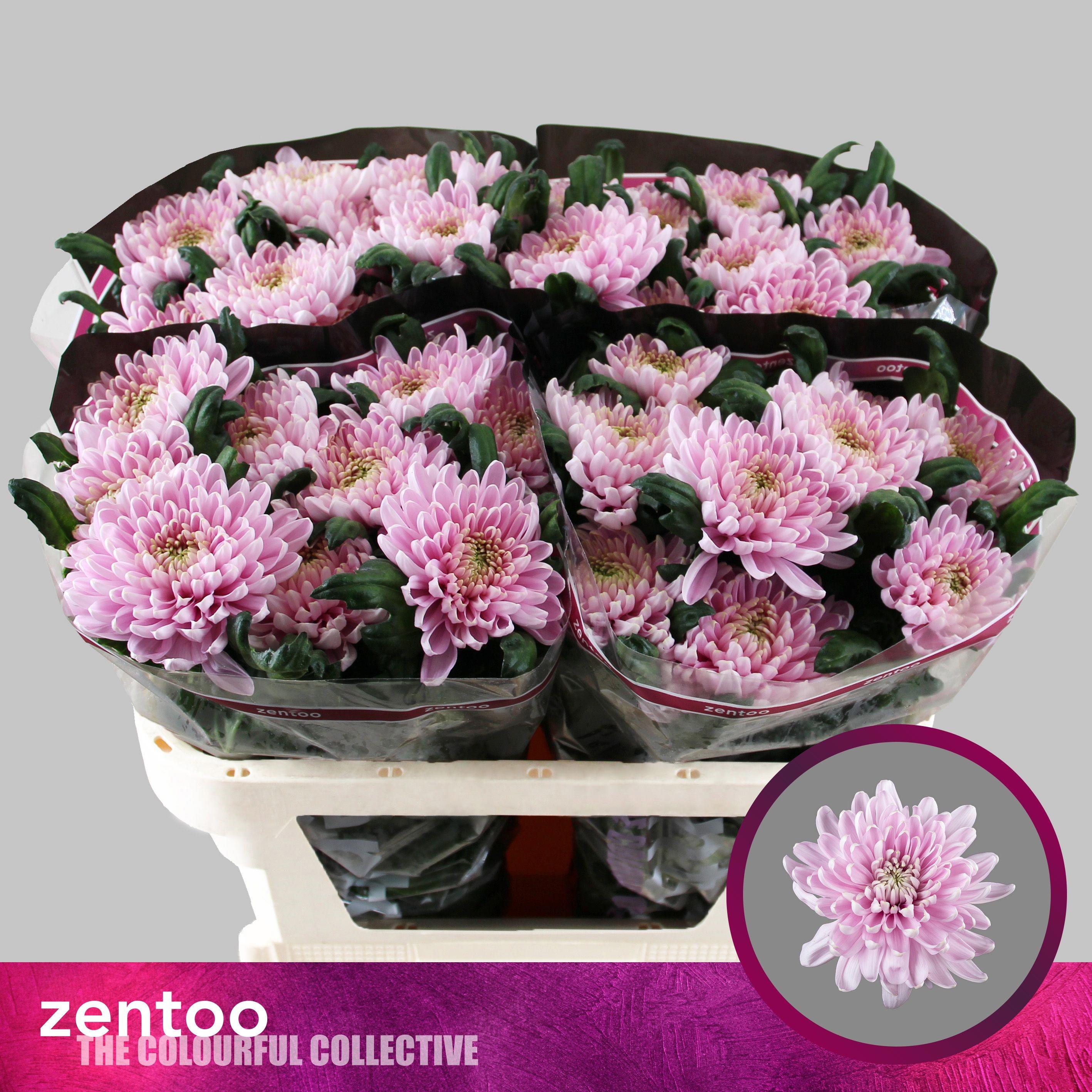 10x Chrysant rossano 70cm