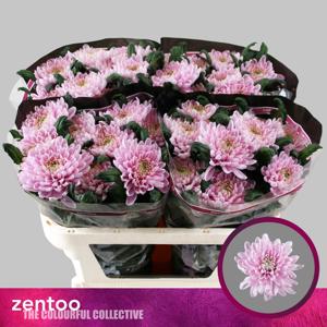 10x Chrysant rossano 70cm