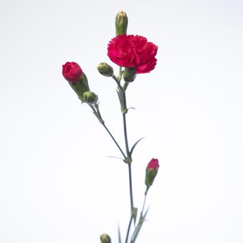 10x Dian.tr.cherry blossom+ 60cm