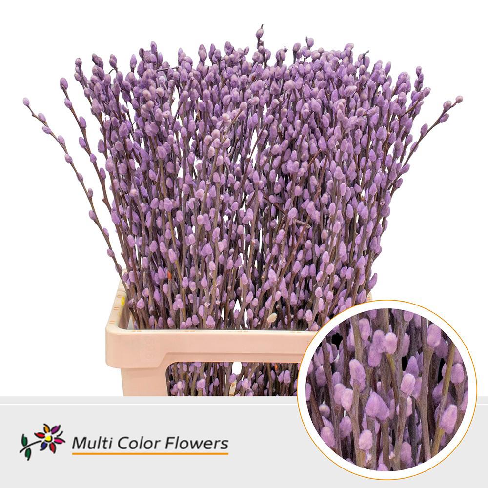 50x Tk salix katjes milka 70cm