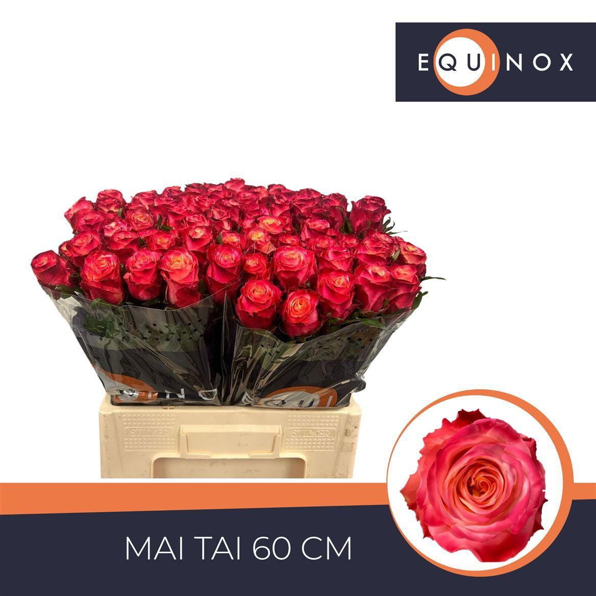 20x Rosa mai tai 60cm