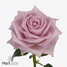 20x Rosa lovely aqua! 50cm