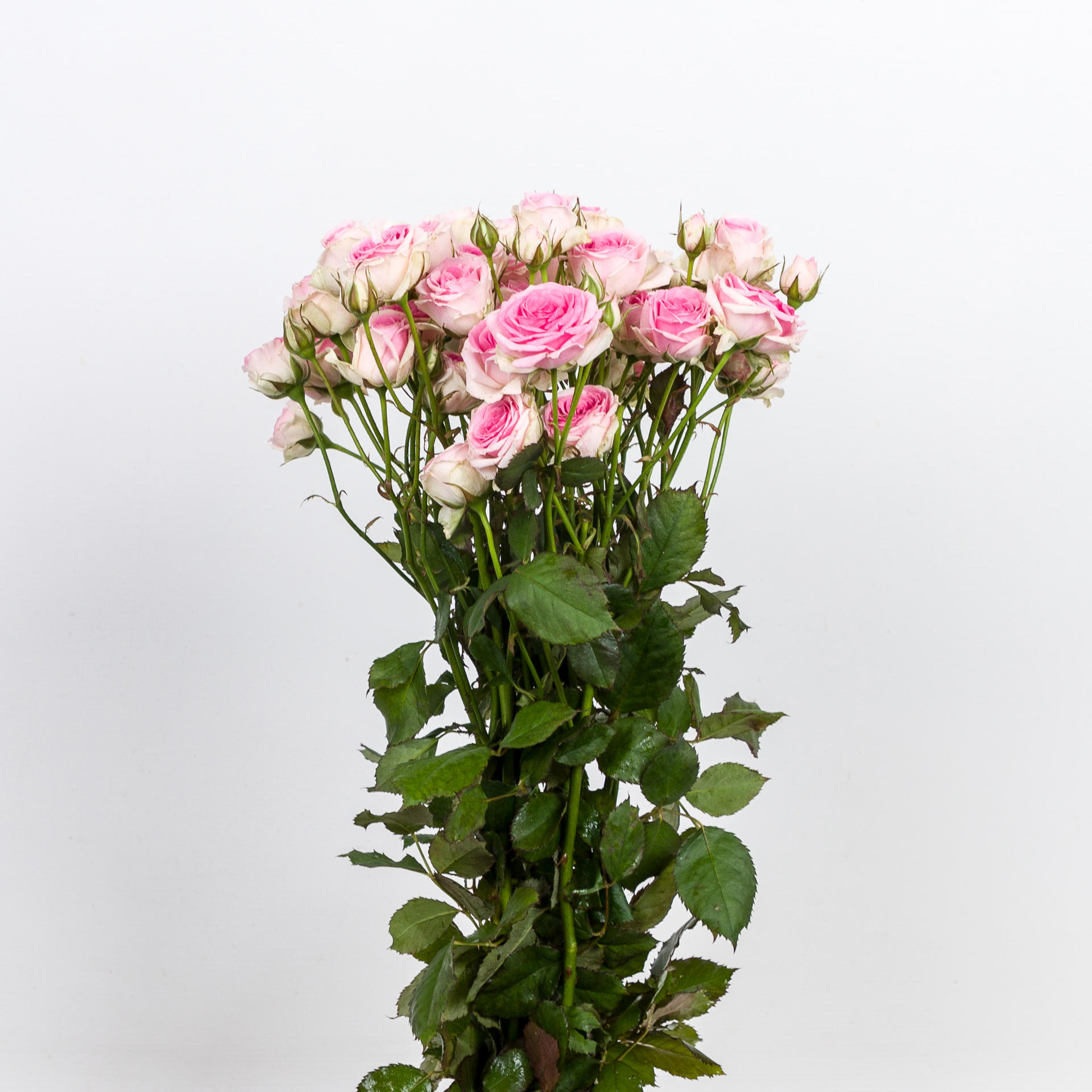 10x Rosa mimi eden 50cm