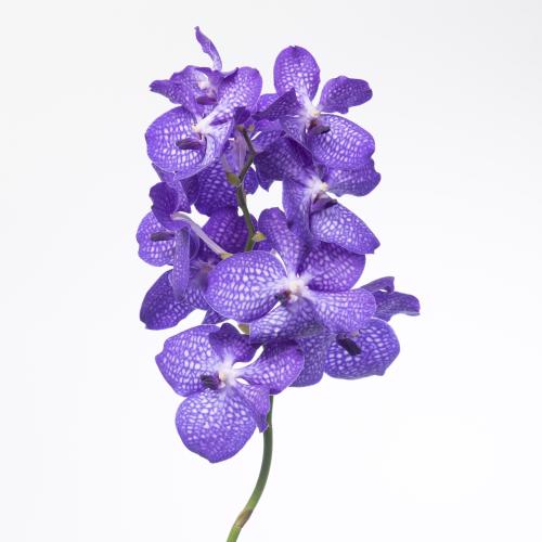 16x Vanda kan.magic blue 30cm