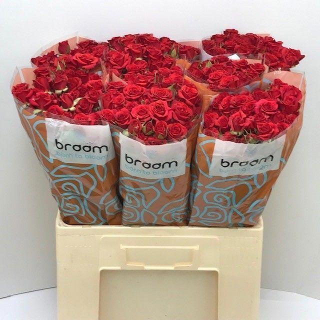 10x Rosa mirabel 60cm
