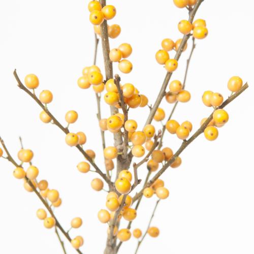 5x Ilex golden verboom 70cm