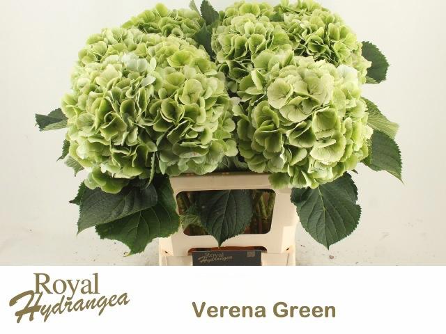 10x Hydr.verena blauw classic 60cm