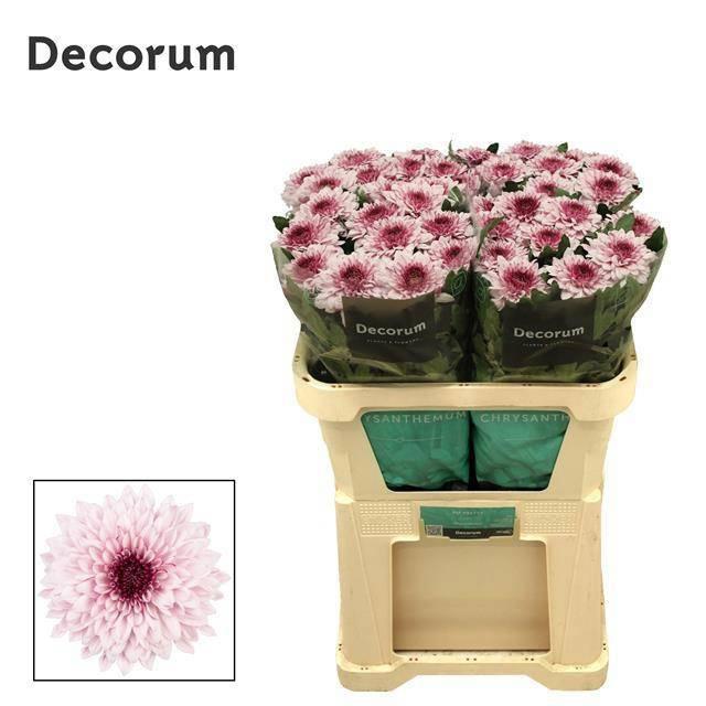 10x Chrysant pip pretty 70cm