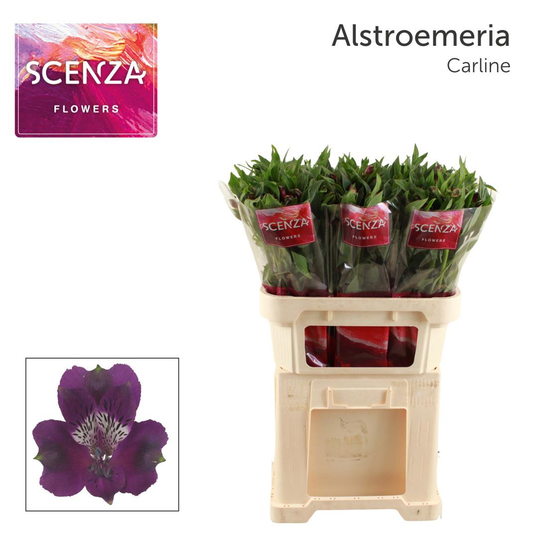 10x Alstroemeria carline 70cm
