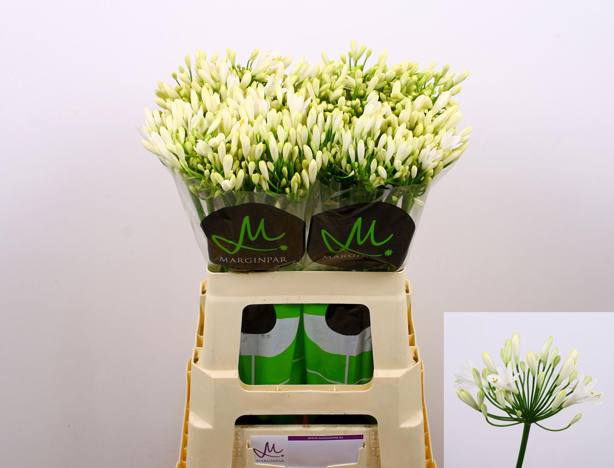 10x Agapanthus gletsjer 60cm