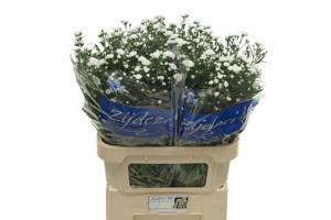 25x Aster cassy 80cm
