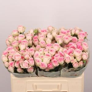 10x Rosa good mood 50cm