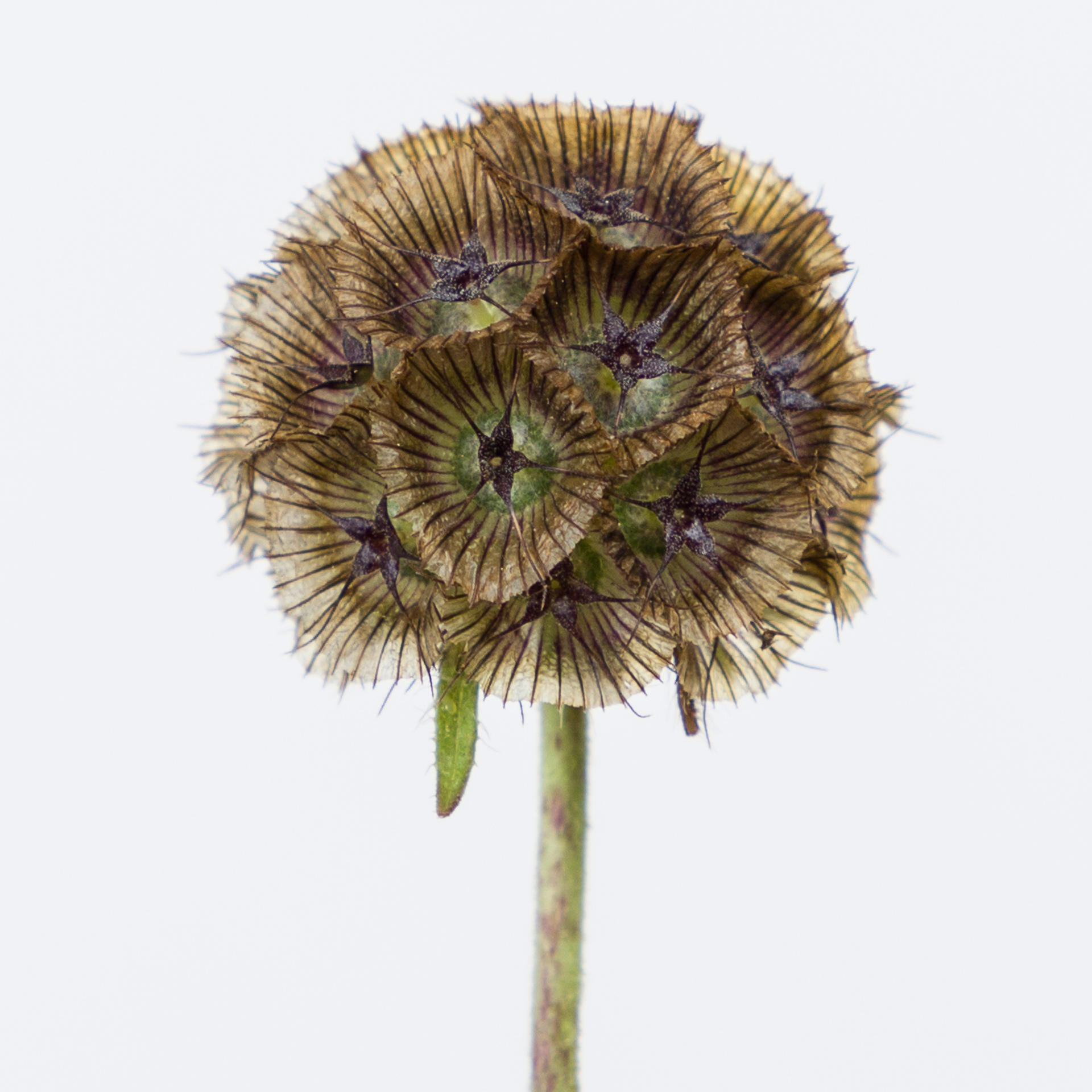 20x Scabiosa stellata 70cm
