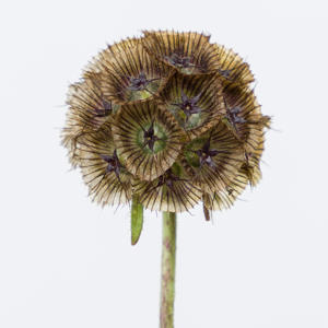 20x Scabiosa stellata 70cm