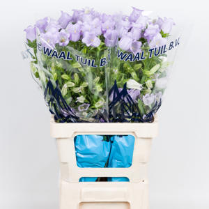 10x Camp.med.champ.lavendel 70cm