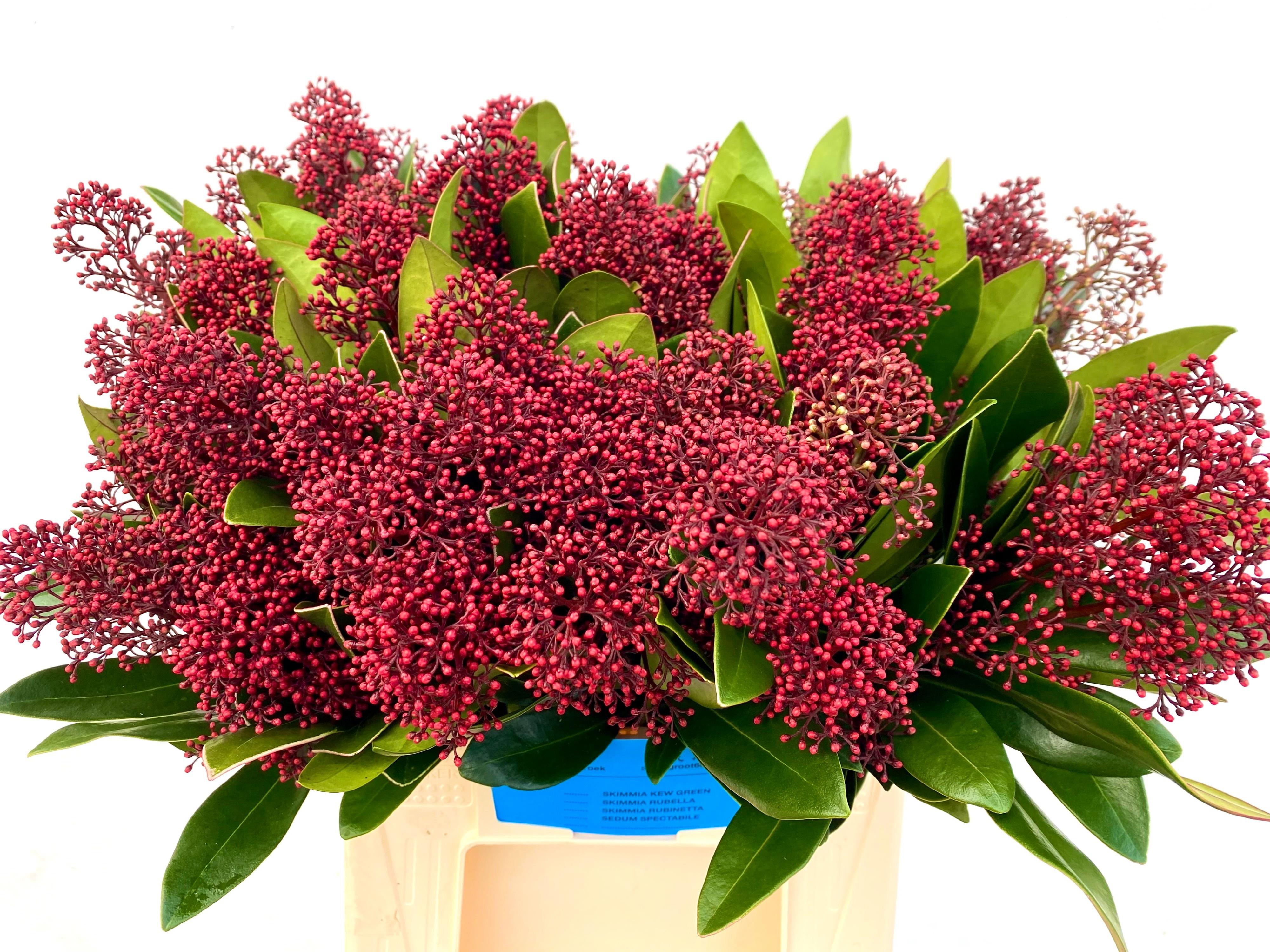 25x Skimmia rubella 40cm