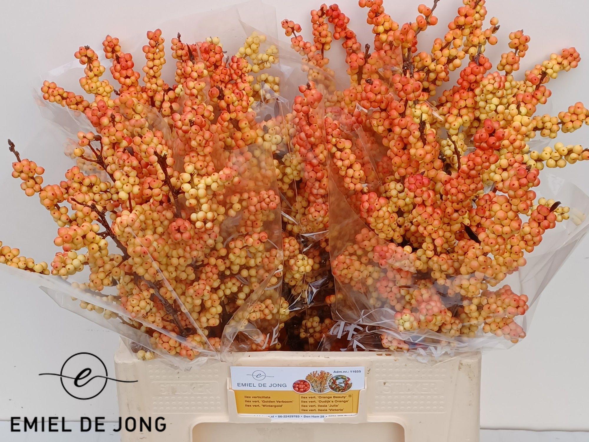 5x Ilex ilexia victoria 60cm