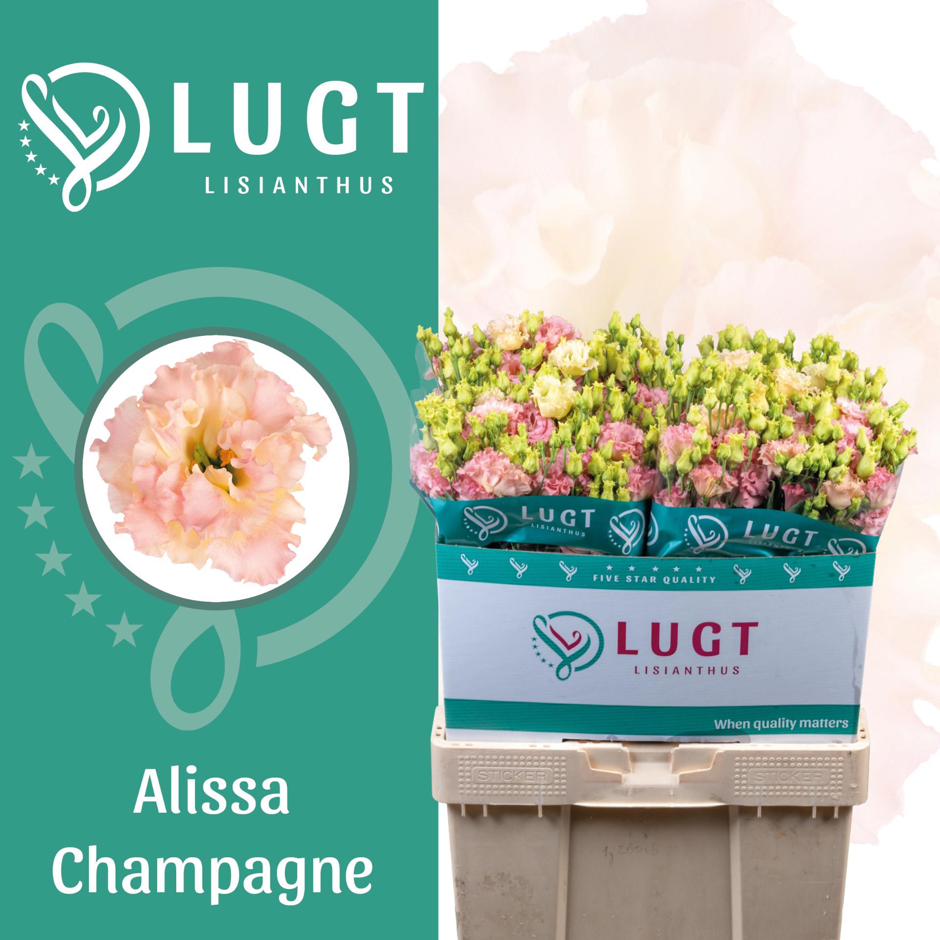 10x Eust.alissa champagne du 70cm