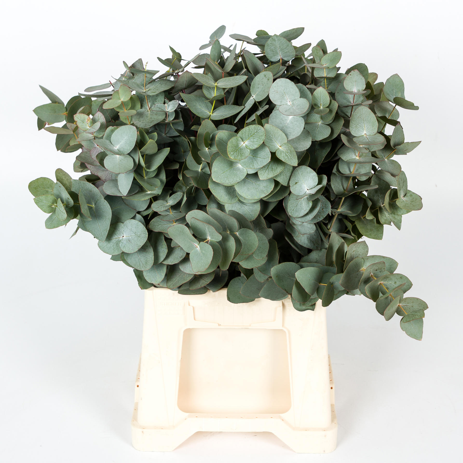 5x Sg eucalyptus cin.kort 50cm