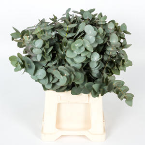5x Sg eucalyptus cin.kort 50cm