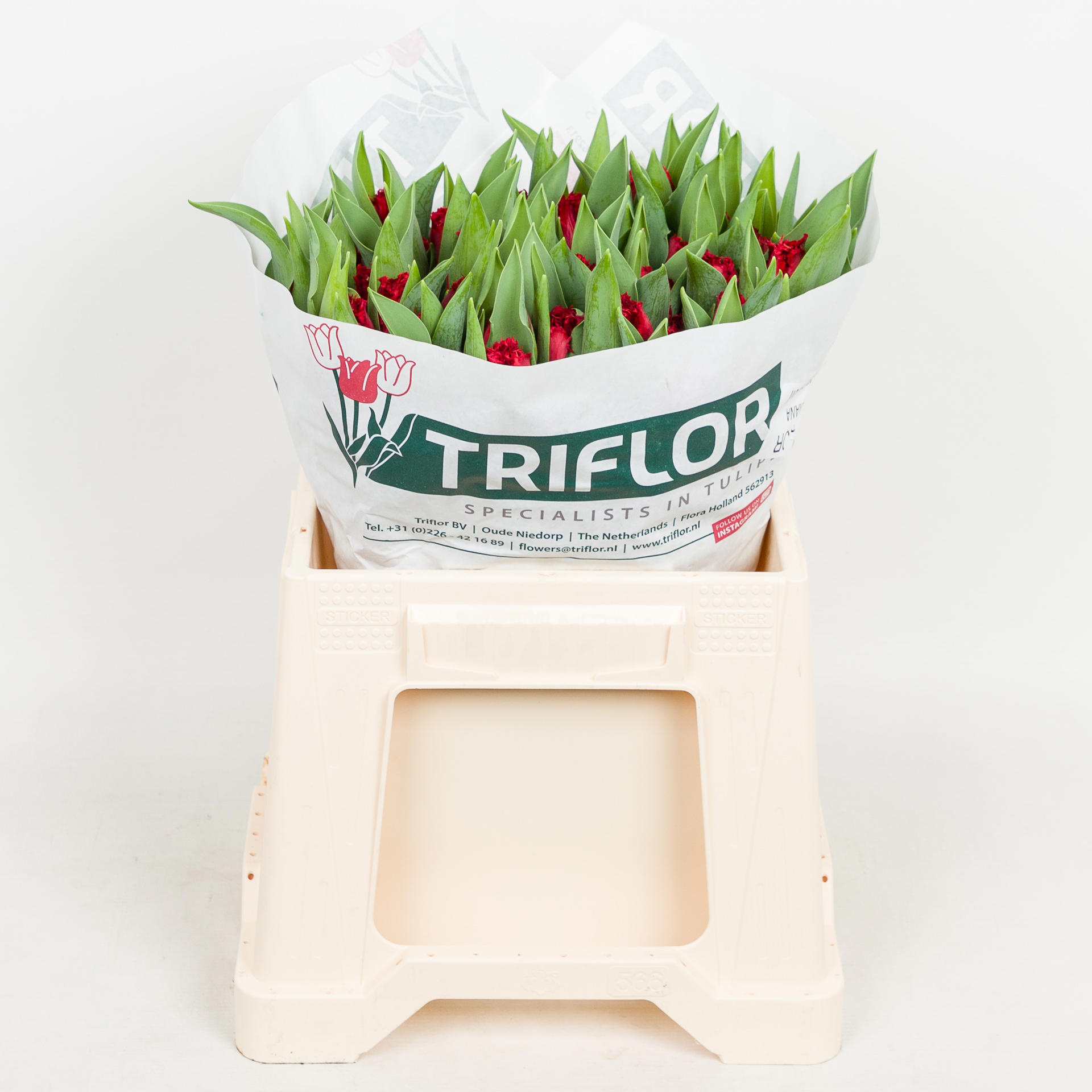 50x Tulipa indiana gf 40cm