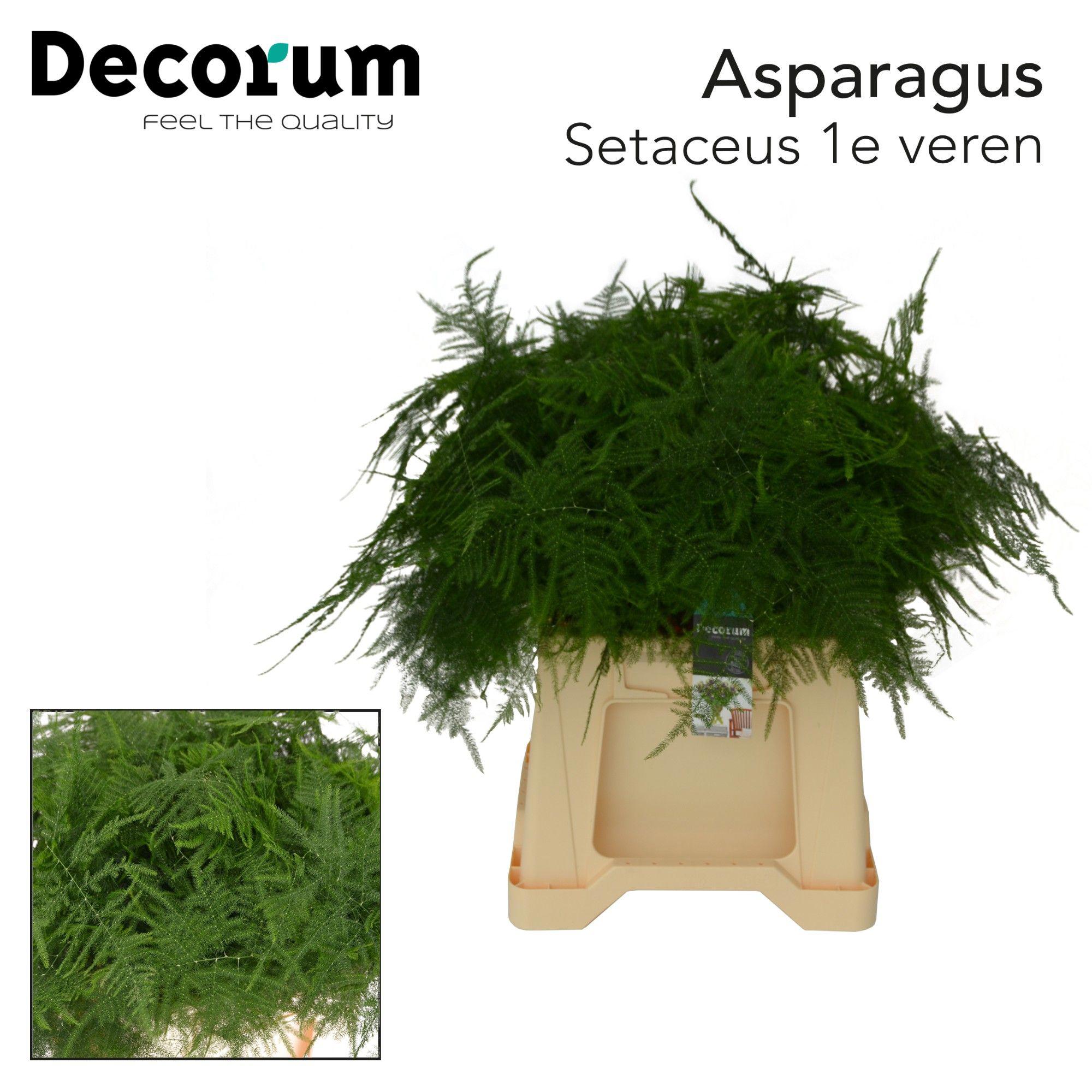 50x Aspar.set.1e veren 40cm