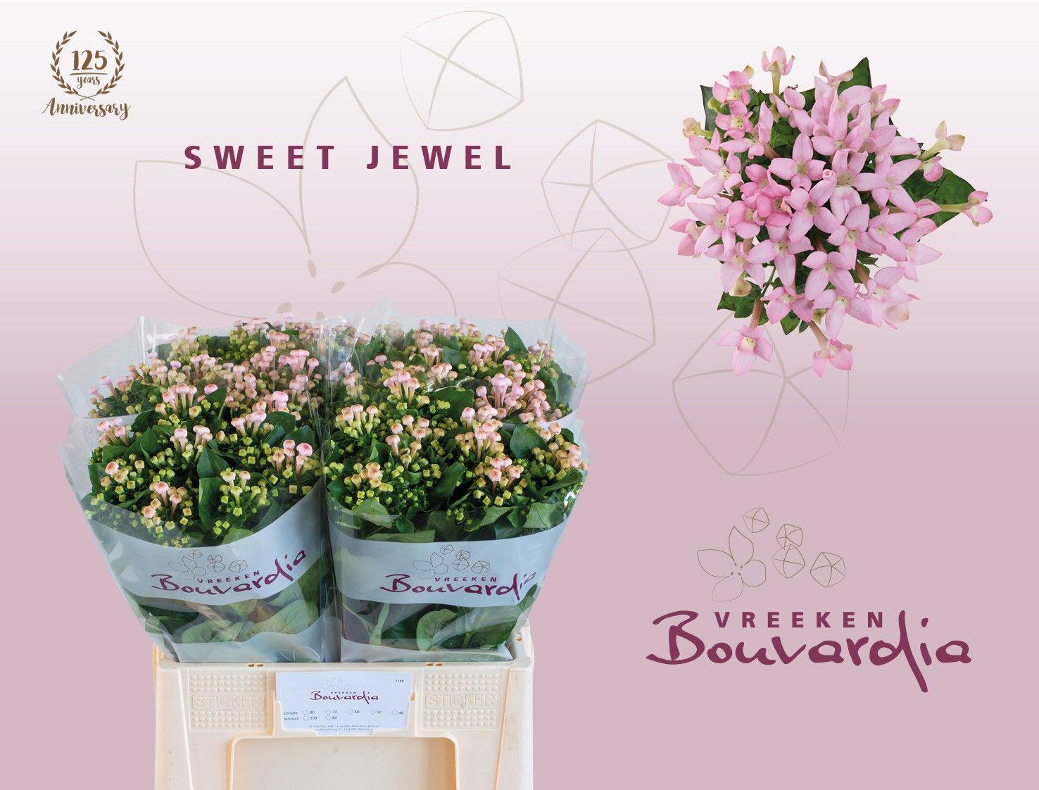 10x Bouv.sweet jewel 60cm
