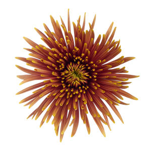 10x Chrysant saffina dark 70cm