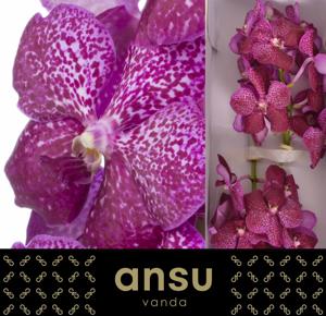 16x Vanda sun.magenta glitter 20cm