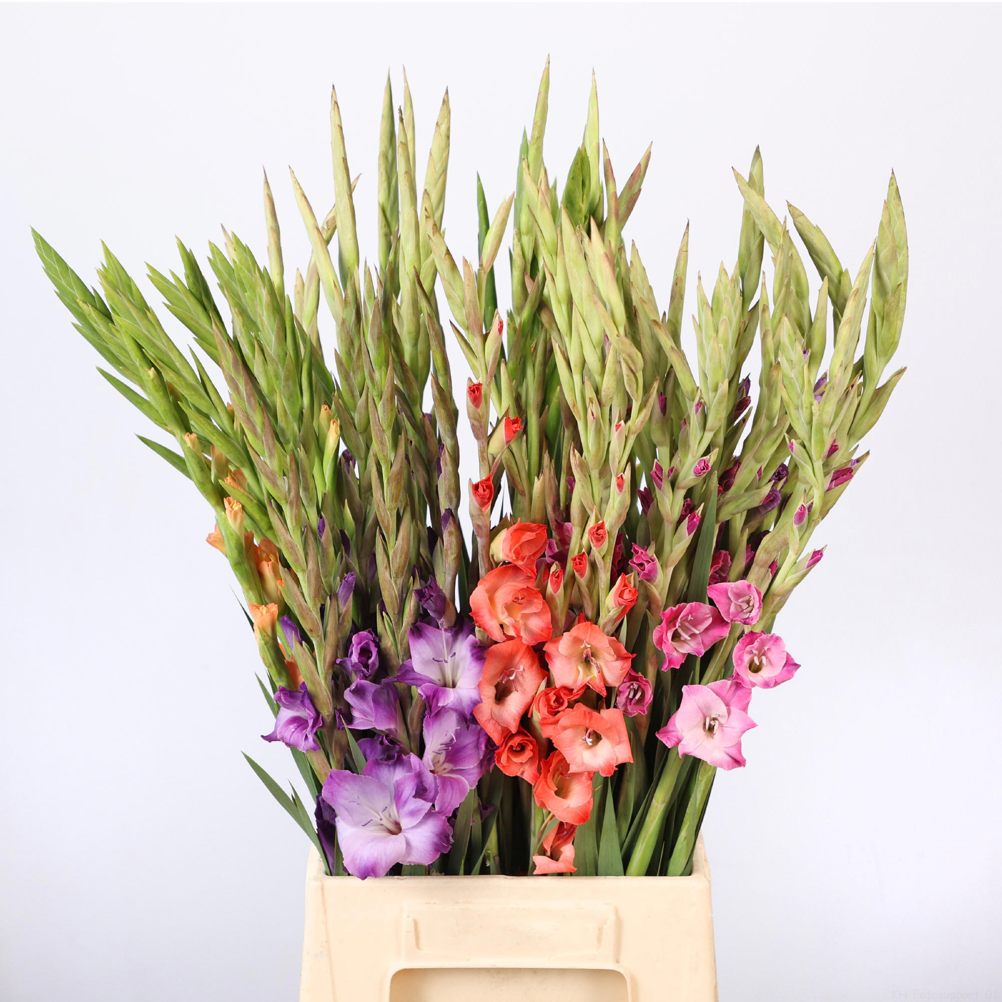 70x Glad.kb.glam.mix var. 60cm