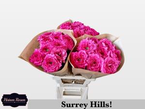 10x Rosa surrey hills! 50cm
