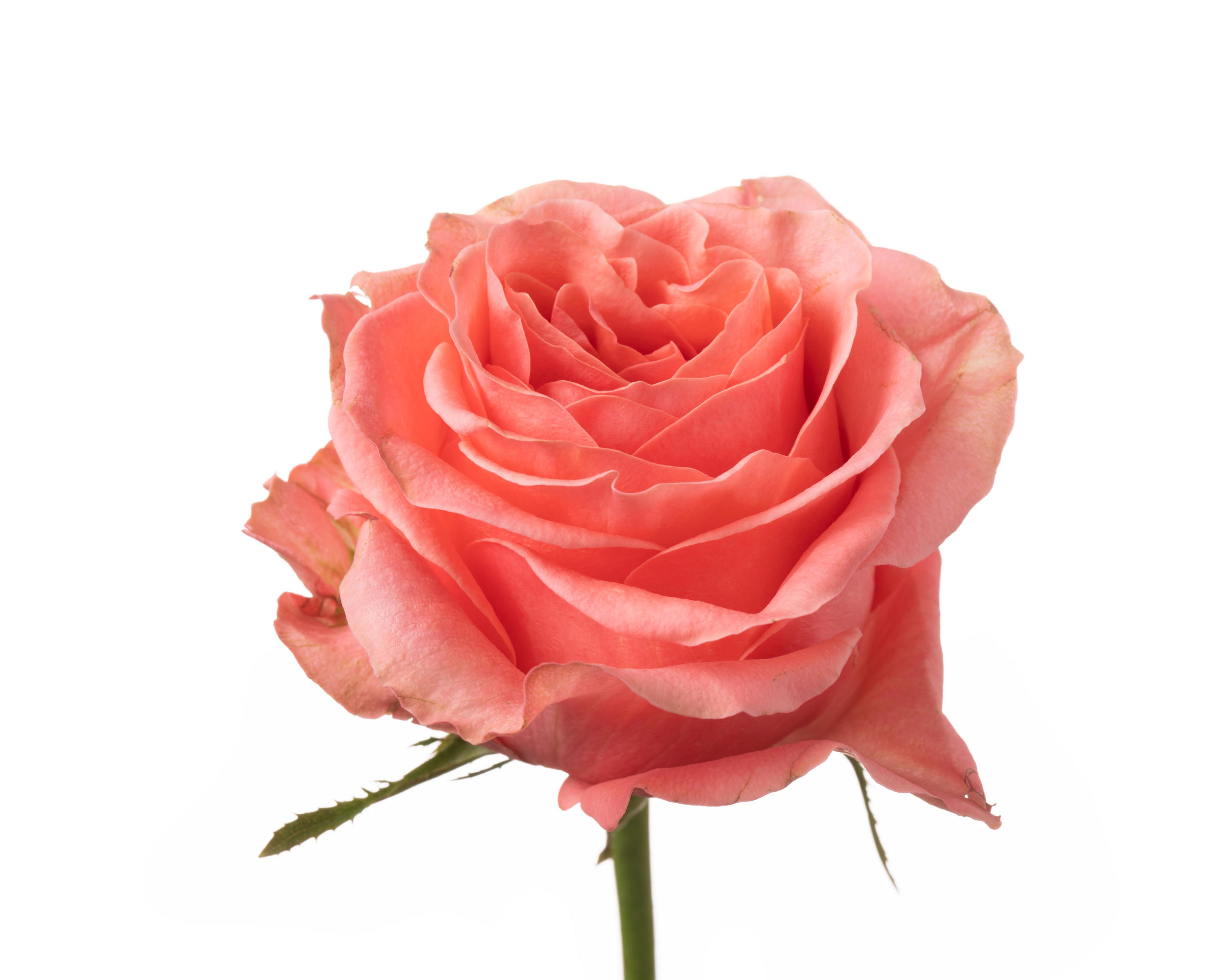 10x Rosa feruza 50cm