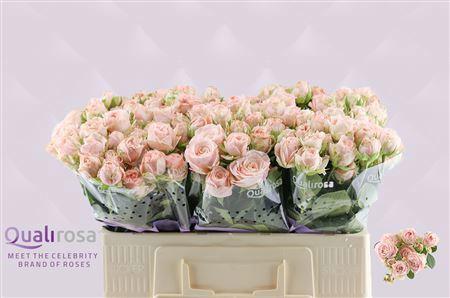 10x Rosa tr. bombastic 50cm