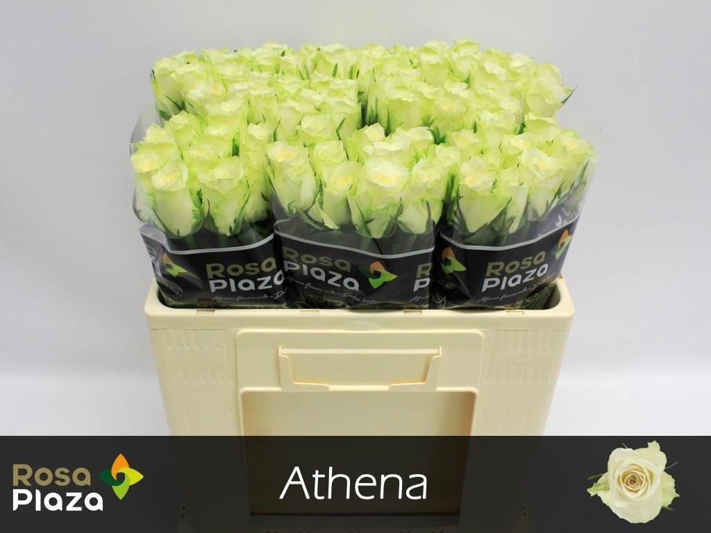 20x Rosa athena 50cm