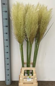 5x Gs cortaderia evita 80cm