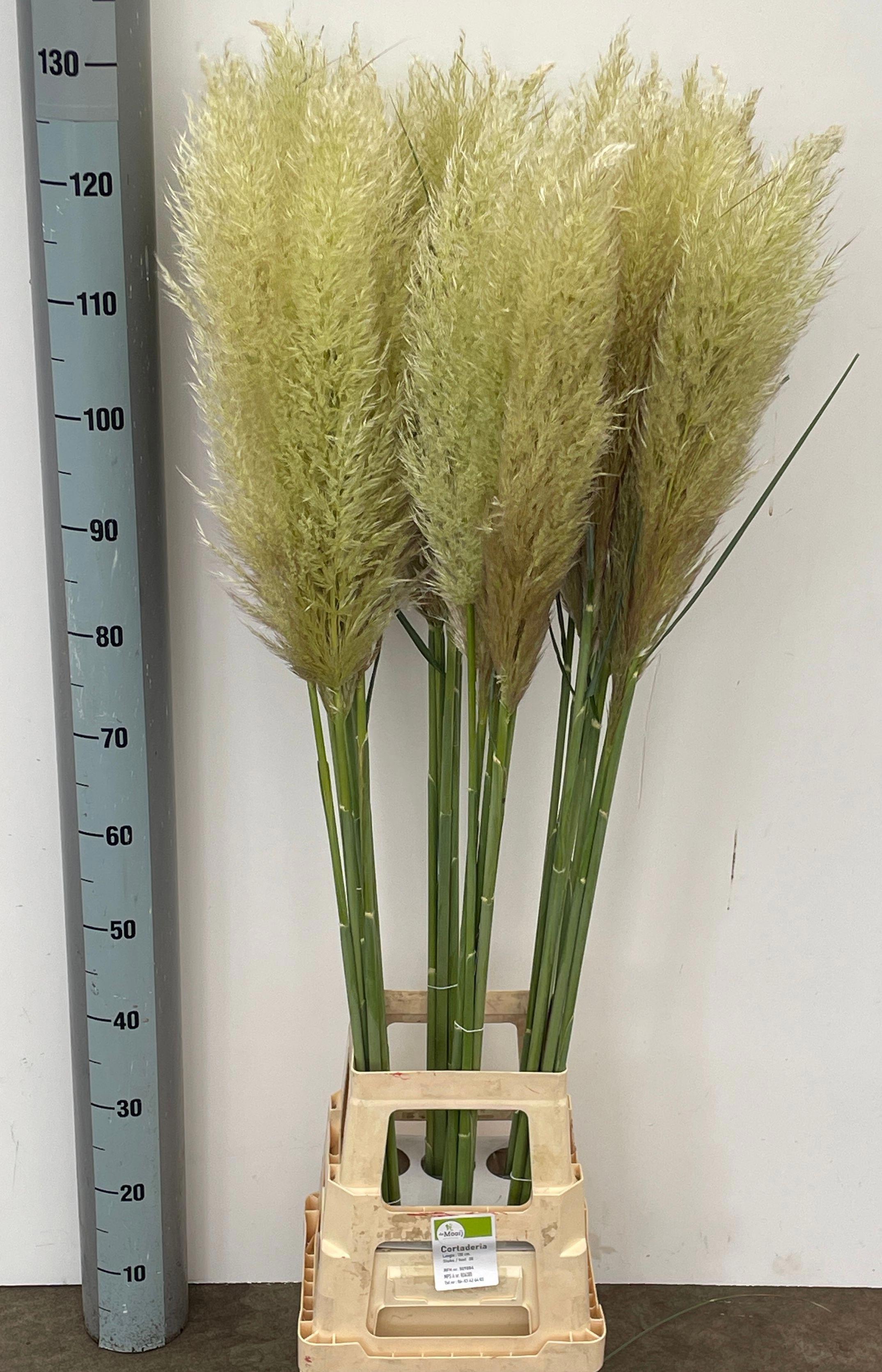 25x Gs cortaderia evita 80cm