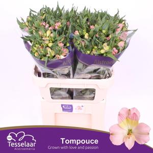 10x Alstroemeria tompouce 70cm