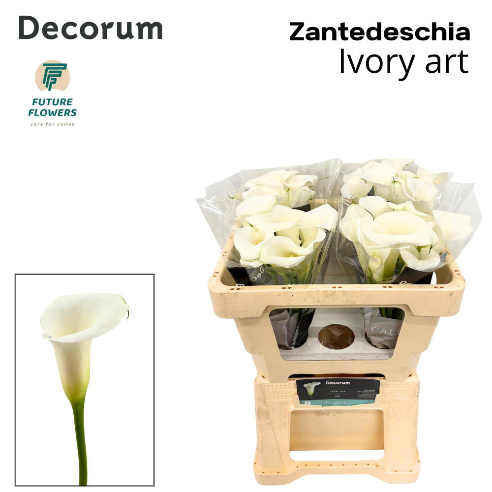 10x Zant.ivory art 50cm