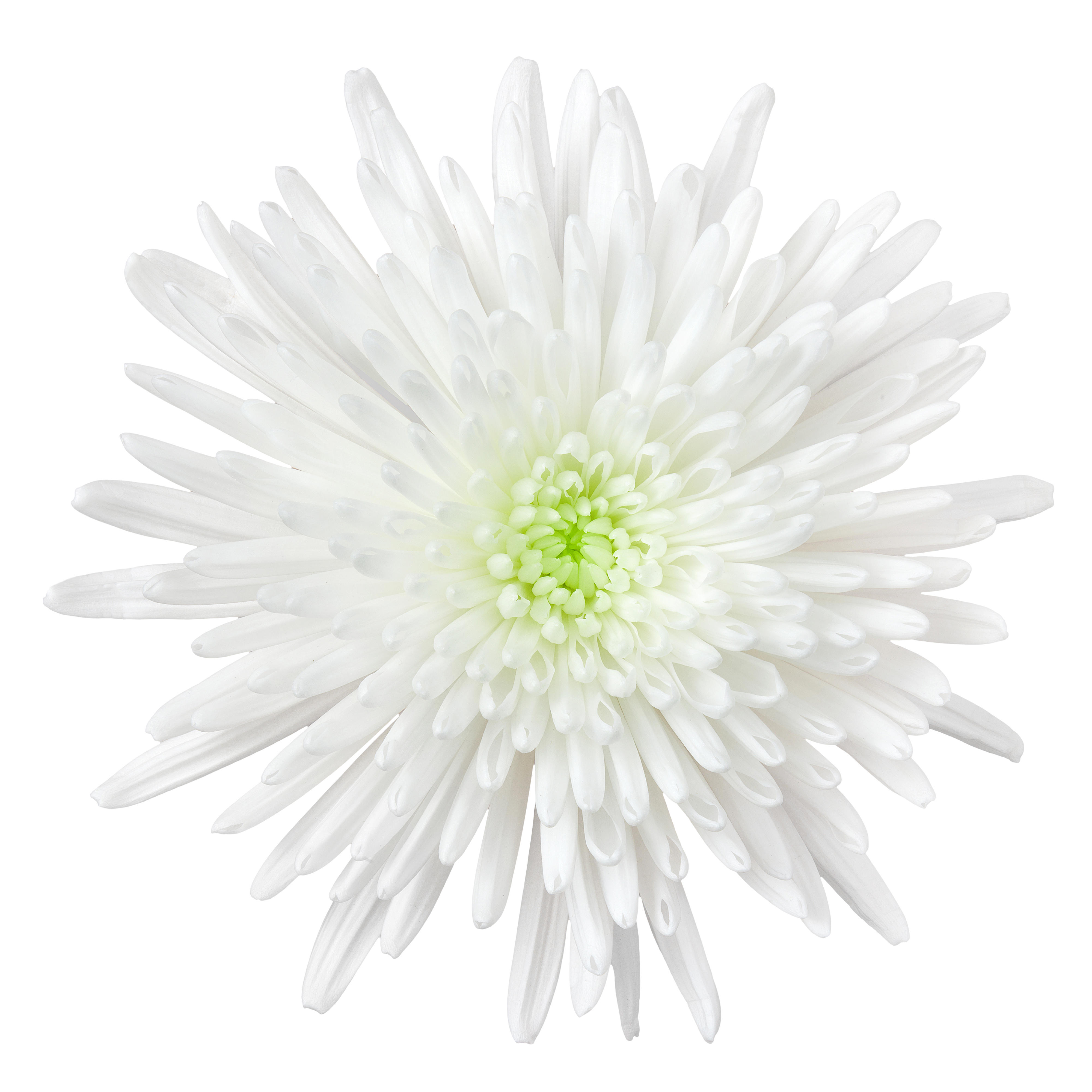 10x Chrysant topspin 70cm