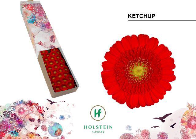 60x Germ.ketchup 40cm