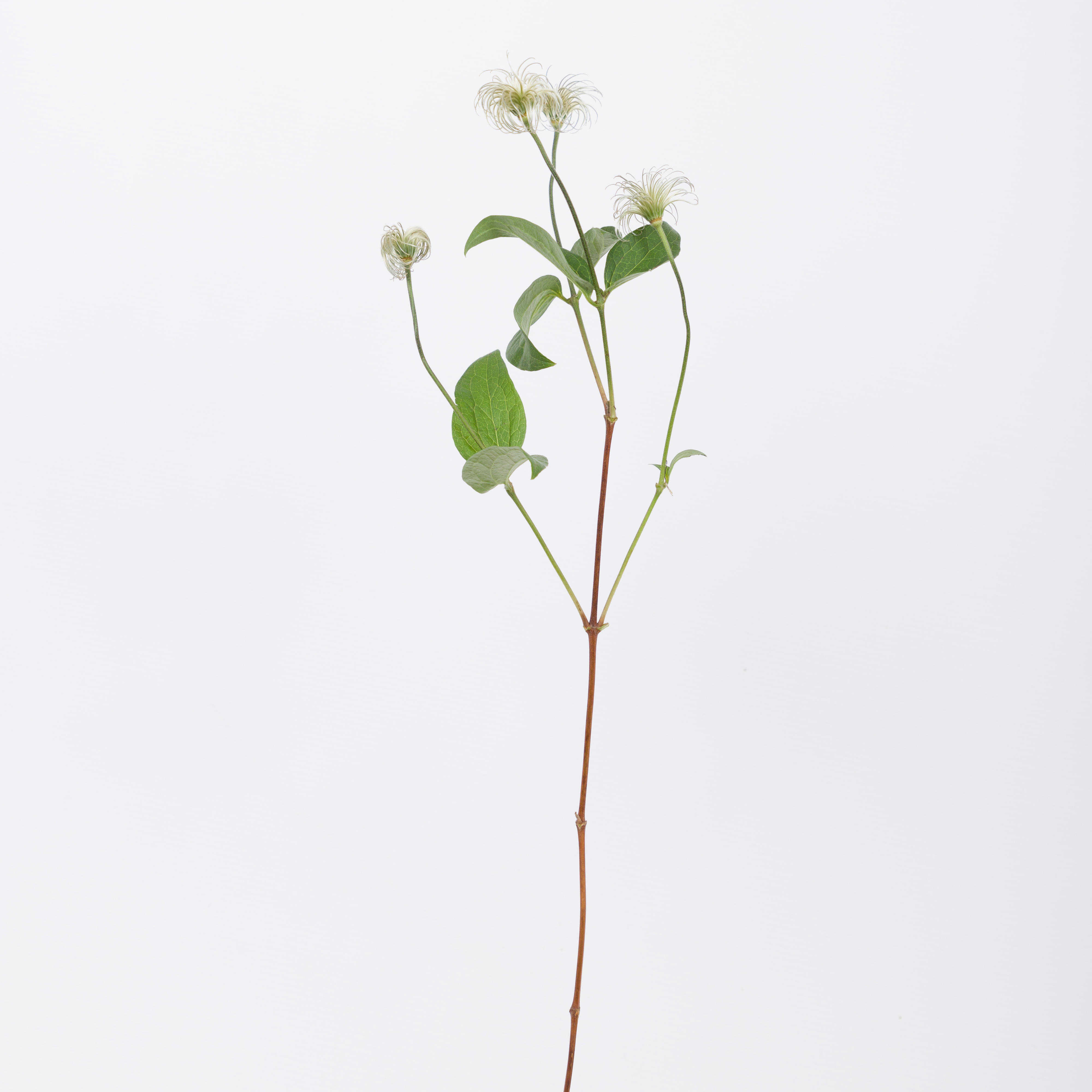 10x Clematis amazing kibo 60cm