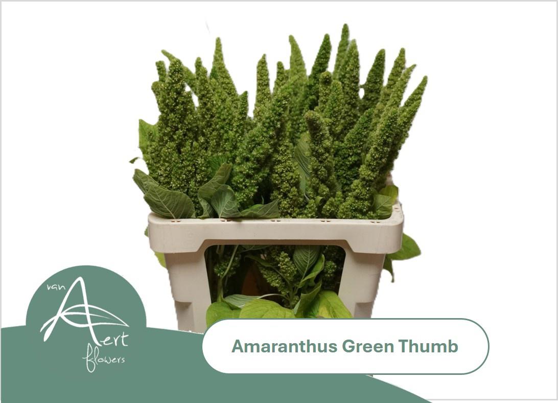 10x Amaran.green thumb 60cm