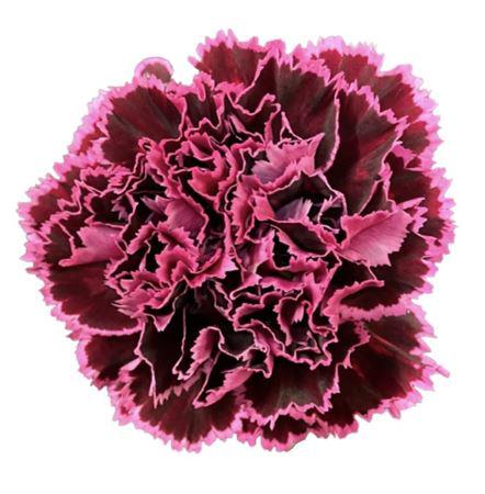 20x Dian.st.nobbio burgundy 70cm
